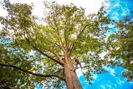 Best Firewood Processing and Delivery  in Middleton, WI