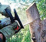 Best Tree Preservation Services  in Middleton, WI