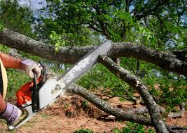 Best Firewood Processing and Delivery  in Middleton, WI