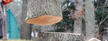Best Commercial Tree Services  in Middleton, WI