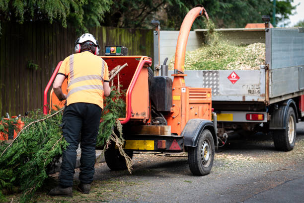Best Tree Maintenance Programs  in Middleton, WI
