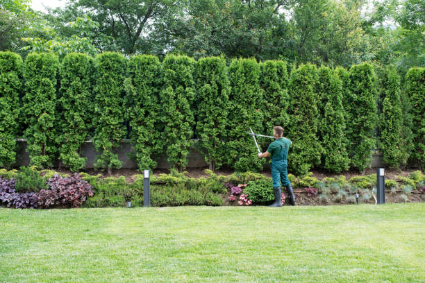 Best Tree Trimming and Pruning  in Middleton, WI