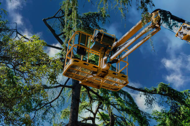 Best Tree Health Inspection  in Middleton, WI