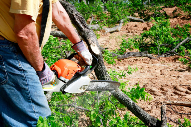 Best Lawn Drainage Solutions  in Middleton, WI